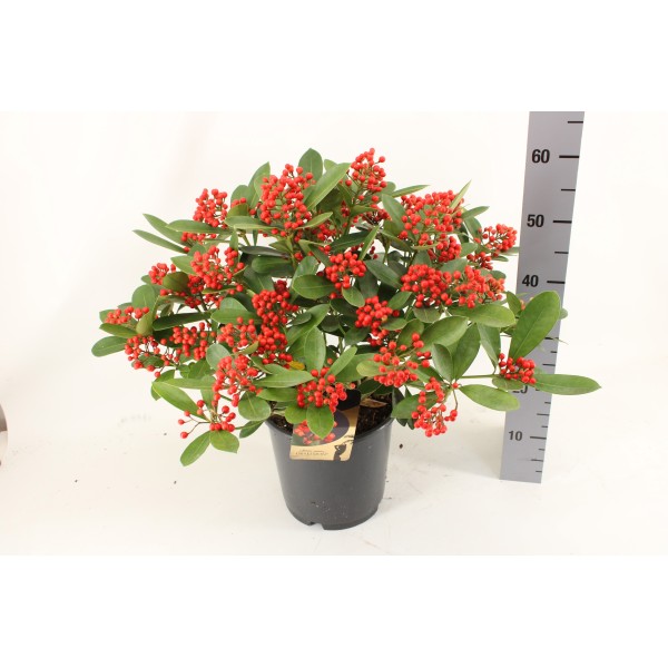 SKIMMIA JAPO OBSESSION Inaltime:50