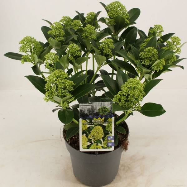 SKIMMIA JAPO WHITE GLOBE Inaltime:50