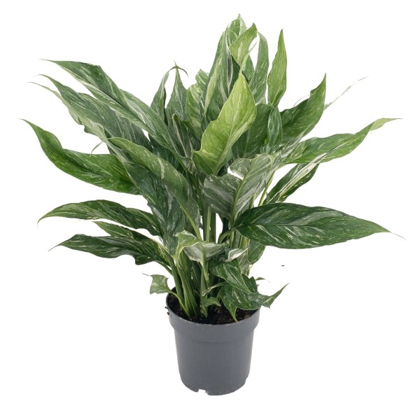 SPATHIPHYLLUM DIAMOND