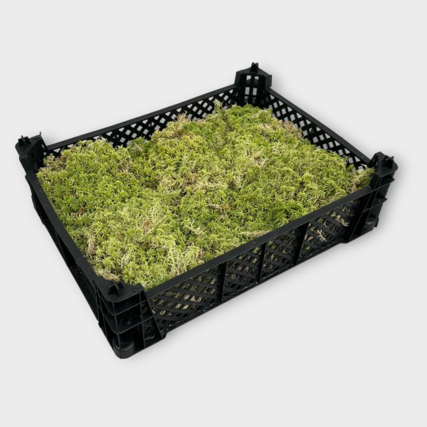 SPHAGNUM