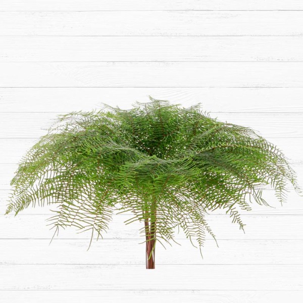 STAR FERN X 4 Inaltime:50