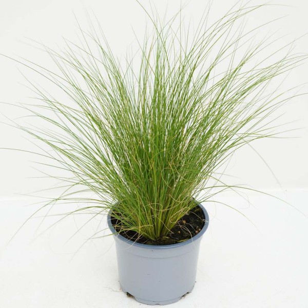 STIPA TENUIFOLIA
