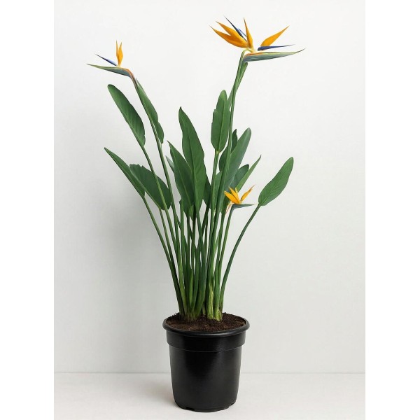 STRELITZIA REGINAE Inaltime:90