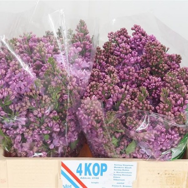 SYRINGA/LILAC SENSATION Diamentru:4 Inaltime:70