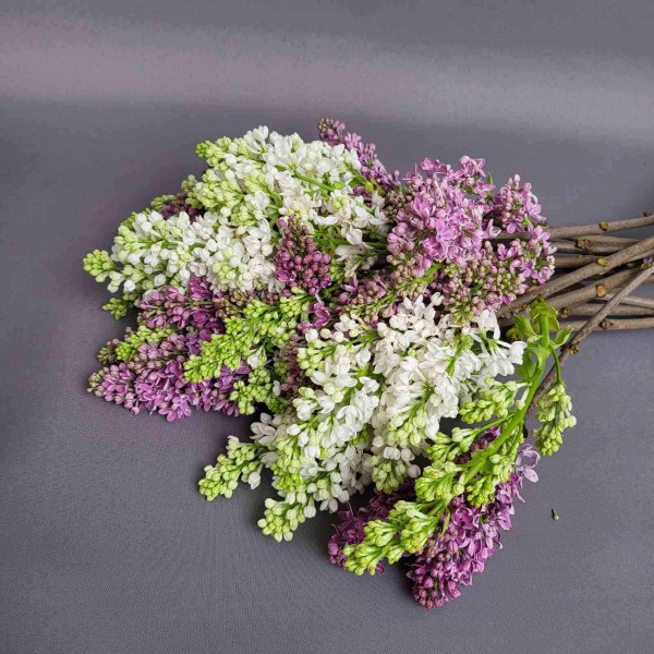 SYRINGA/LILAC PER BOS MIX Diamentru:2 Inaltime:70