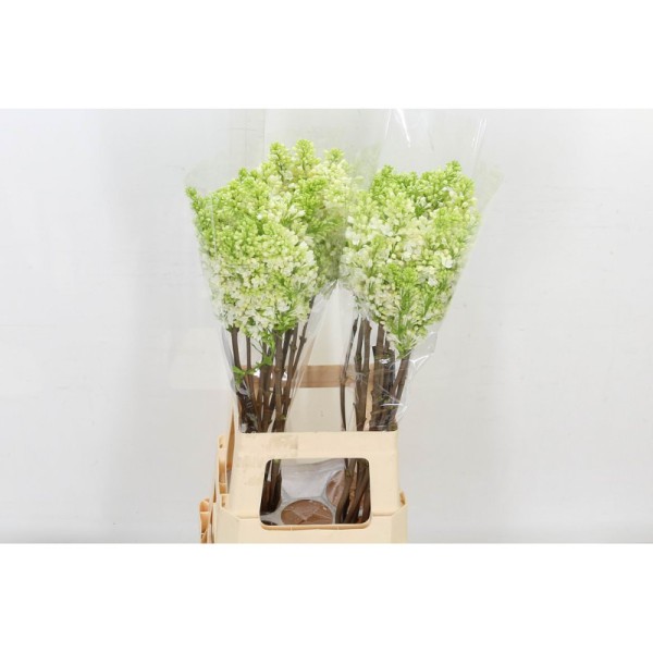 SYRINGA/LILAC PRIMROSE Diamentru:4 Inaltime:70