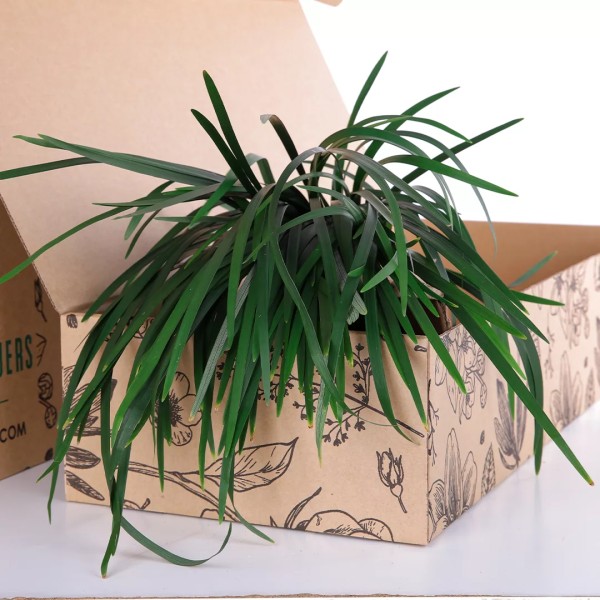 T-GRAS GREEN (OPHIOPOGON) Inaltime:60