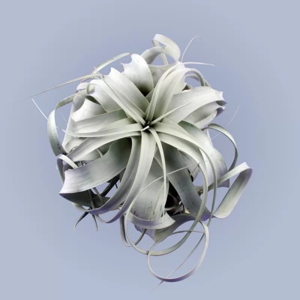 TILLANDSIA XEROGRAPHICA Inaltime:60