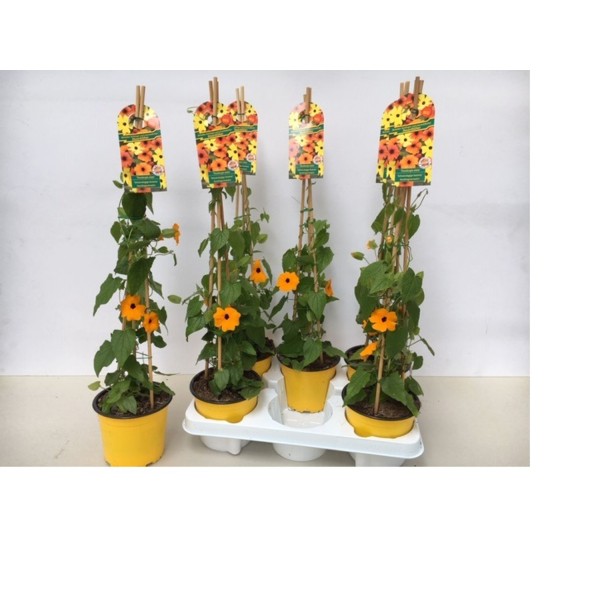THUNBERGERIA ALATA Inaltime:60