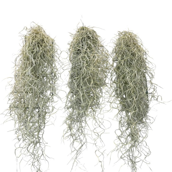 TILLANDSIA USNEOIDES Inaltime:60