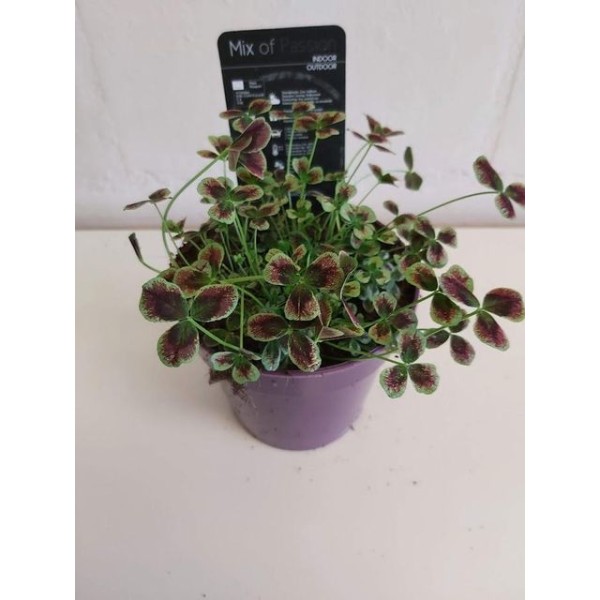 TRIFOLIUM PURPUREUM Inaltime:60