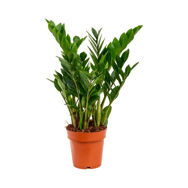ZAMIOCULCAS ZAMIIFOLIA