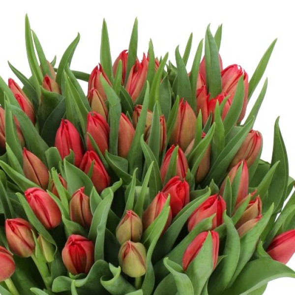 TULIPA DO BARBOLETA Diamentru:30 Inaltime:40
