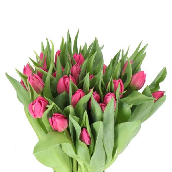 TULIPA DO DOUBLE PRINCESS Diamentru:30 Inaltime:40