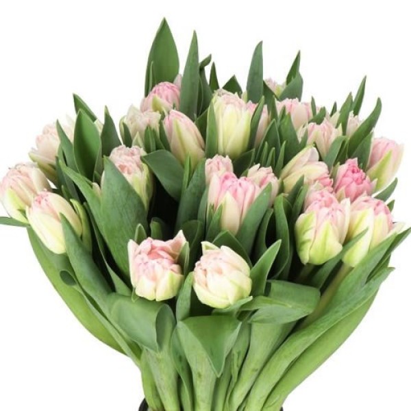 TULIPA DOFOXTROT Diamentru:30 Inaltime:40