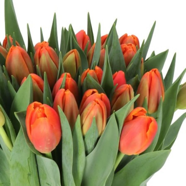 TULIPA DO ICOON Diamentru:30 Inaltime:40