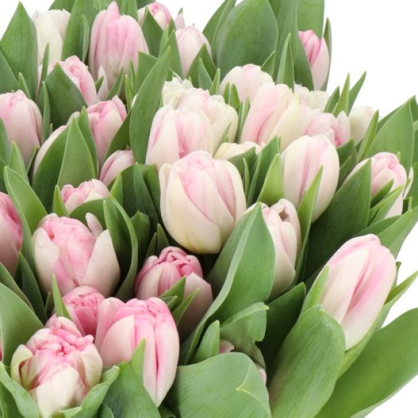 TULIPA DO OBESESSION Diamentru:30 Inaltime:40