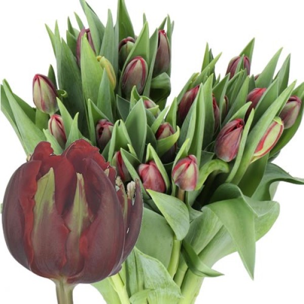 TULIPA DO RED PRINCESS Diamentru:30 Inaltime:40