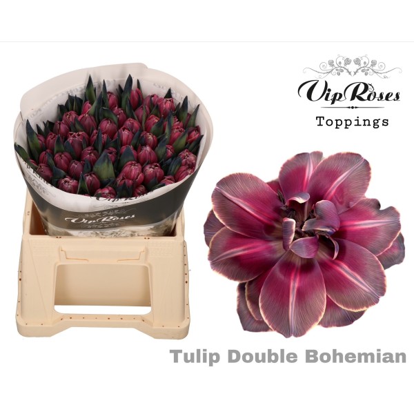 TULIPA DYED BOHEMIAN DOUBLE Diamentru:30 Inaltime:40