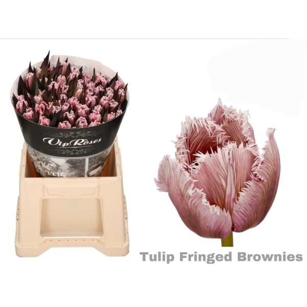 TULIPA DYED BROWNIE Diamentru:30 Inaltime:40