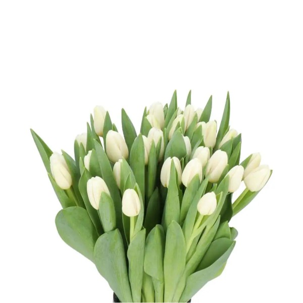 TULIPA SI ANTARCTICA Diamentru:30 Inaltime:40