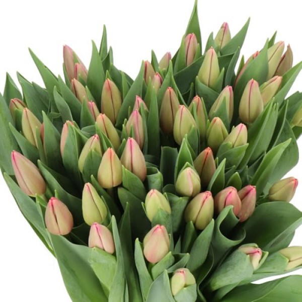 TULIPA SI FIRST CLASS Diamentru:30 Inaltime:40