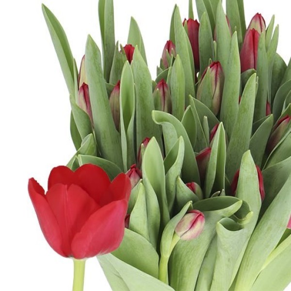 TULIPA SI ILE DE FRANCE Diamentru:30 Inaltime:40