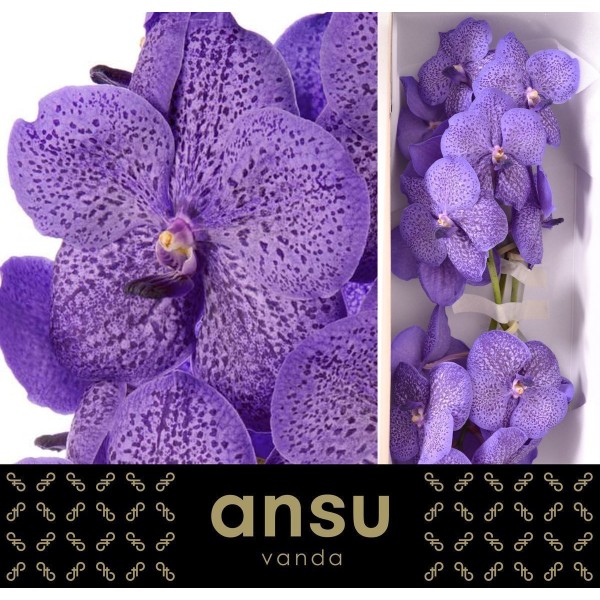 VANDA SUNANDA LAVENDER SPRINKLES