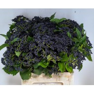 VIBURNUM DARK BLUE HERMANIA Inaltime:60