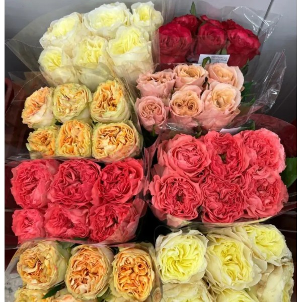 ROSA ECUADOR Inaltime:60