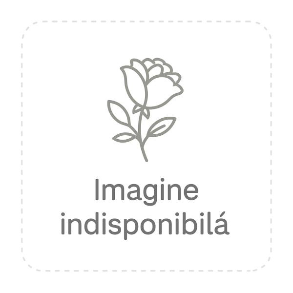 ROSA SPRAY SUMMERROSE Diamentru:5/7 Inaltime:60